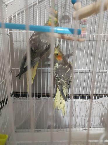 danişan quş: Nymph (kakadul, cockatiel) cütü və qəfəs dəsti - Növ: Nymph — 3