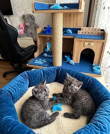 Pişiklər: Pişiklər üçün mavi detallarla təchiz olunmuş çoxfunksiyalı oyun — 2