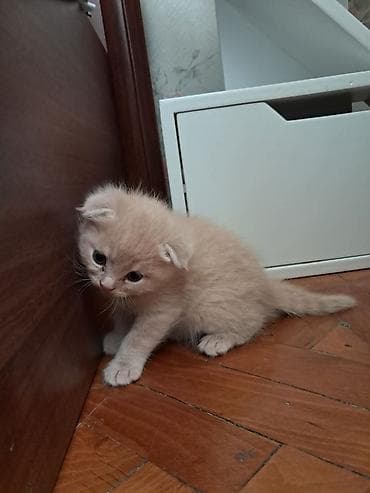 dosan sekili: Britan, Dişi, Yaxşı əllərə, Pulsuz çatdırılma — 4