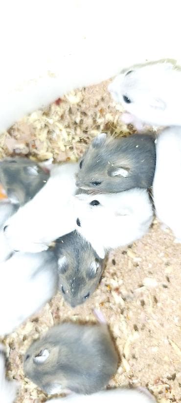 norka heyvan: Yeni 2mərtəbəli qəfəs 2xomyak ağ və boz🐭 qəfəsin içində Fırlanan çarxı — 8