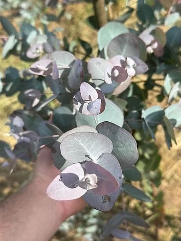 pol seki: Məhsul: Eucalyptus cinerea (Silver Dollar Eucalyptus) budaqları — 1