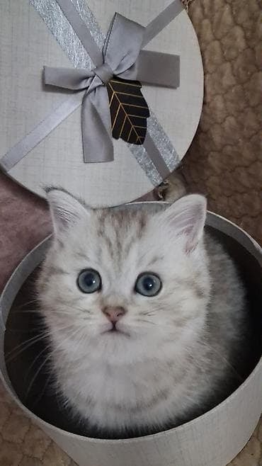 Gəmiricilər: Şinşilla, Dişi, Yaxşı əllərə, Ünvandan götürmə, Ödənişli çatdırılma — 4