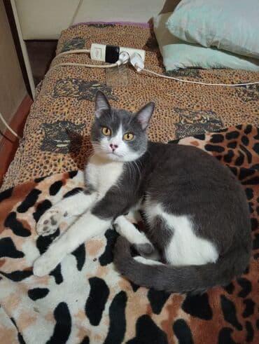 pişim: Şotland, Dişi, Yaxşı əllərə, Ünvandan götürmə — 5