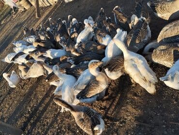 купить домик для кота: Məhsul: Qaz sürüsü Təsvir: - Şəkillərdə iri sayda qaz sürüsü — 3