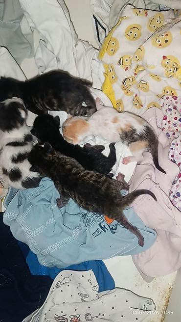 məhşur pişik adları: Yaxşı əllərə — 1