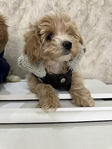 qara it sekilleri: Pudel — 10