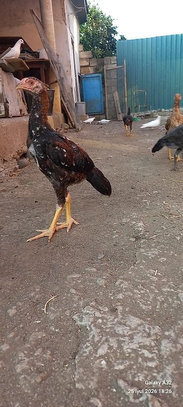 Курица, Для разведения