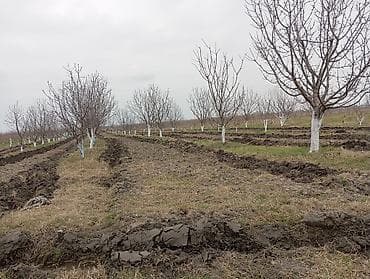 1həktar torpaq sahəsidir, 78sotunun sənədi var .Torpaq gilas lalafo.az -da 1həktar torpaq sahəsidir, 78sotunun sənədi var .Torpaq gilas