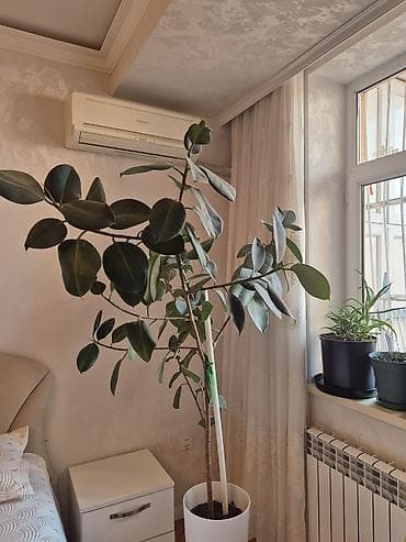 taxta dibcək: Böyük dekorativ otaq bitkisi – Ficus elastica (rezin ağacı) - Növ — 2