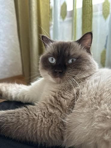 pişik 50 azn: Erkək — 4