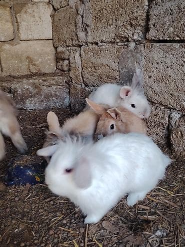 Digər heyvanlar: 5 dənəsi bir yerdə 80 Azn. Tək tək 20 Azn. Ev dovşanları – dekorativ — 9