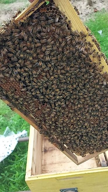heyvan sahibləndirmə: Arılar 7 ramkada dolu super güclü arılardır ən az 4_5 ramka qurddur 10 — 3