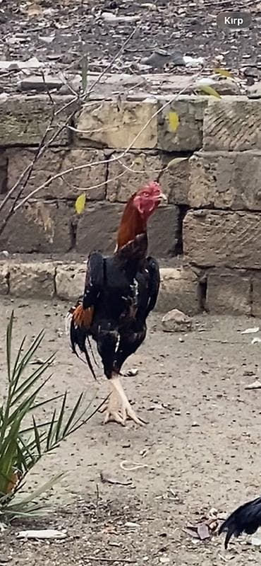 Xoruz, Heyratı, il: 2, Ödənişli çatdırılma, Ünvandan götürmə