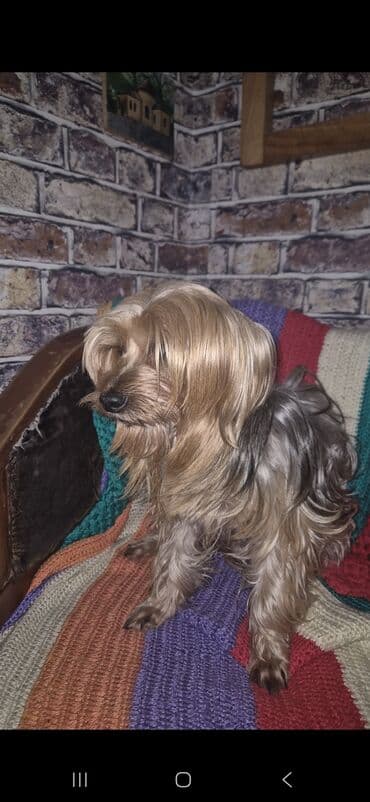 doberman itləri: Yorkşir teryer, 8 il, Erkek, Cütləşmə üçün — 3