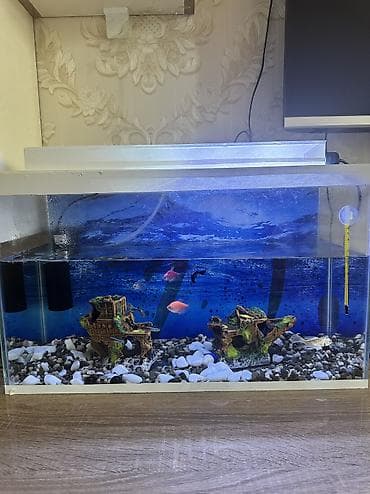 akvarium balıq: Tecili satilir.50x30x20 Akvariuma aid herbirwey var. baliqlarla — 2