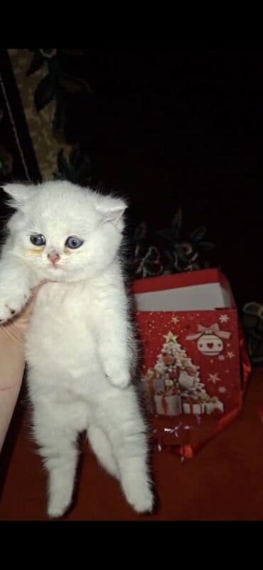 barter heyvanla: 50 ile 400 arasi cins saf qan saqlam pisiklerimiz var sekilde olmayan — 6