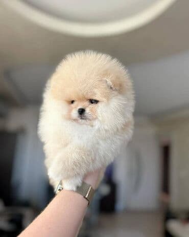 balaca it adlari: Şpitz — 4