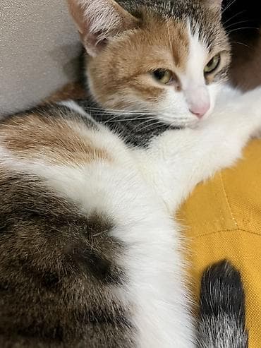 sfinks pişiyi: Dişi, Yaxşı əllərə, Ünvandan götürmə — 2