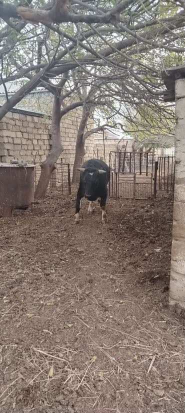ərkəy dana: Məhsul: Qara rəngdə, qısahornlu erkək mal (öküz/buğa) Xüsusiyyətlər — 8