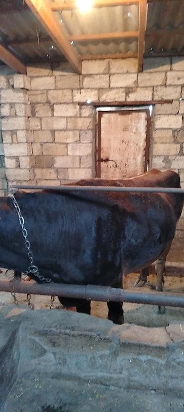 ebres ag quyruq: Ətlik di 1 qarın doğub real alıcılar Narahat etsin — 2