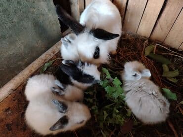 dovşan satişi: 23 gunluk Karlik balalar. Sekilde analarida duwub. Temiz saqlam ev — 1