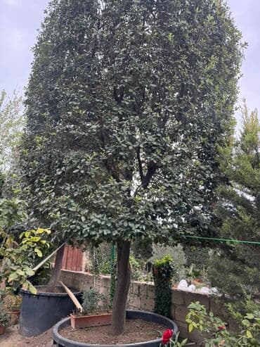 daş stəkan: Daş Palid Ağcı Boyu 5 metir həcmli dekorativ həmişəyaşıl ağac Tel — 3