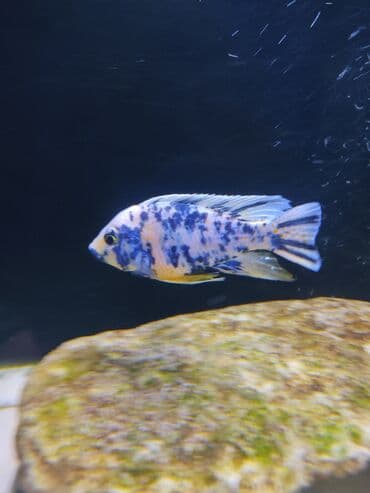 betta balıq: Cixlid balığı, Yırtıcı, Ünvandan götürmə — 1