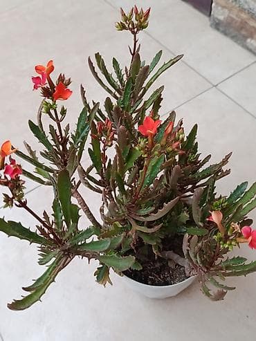 ag kala gulu: Maral buynuzu 1-ci 18 AZN, 2-ci 10 AZN satılır — 2