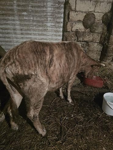 ətlik inək cinsləri: Mal-qara – cins buzağı/yağlılıqda dana - Növ: iri buynuzlu heyvan — 6