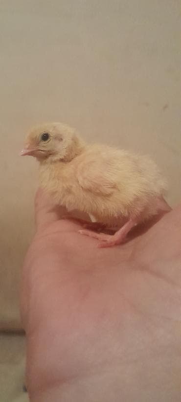 cuce: Bildirçin cücələri, Ətlik, Ünvandan götürmə — 1