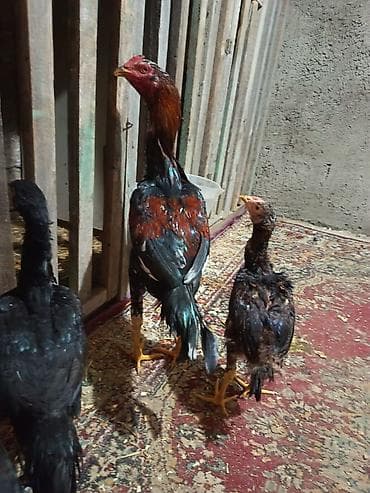 çöl xoruzu: 8 ayliğ becə satilir probu var qəsəy ayaği var xam beçədi tam — 1