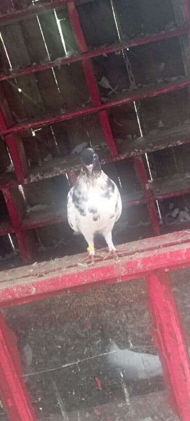 пудель карликовый цена: Qarabaş quşlar satılır hər 2si dişisi qiymət 2sinə aiddir tək tək 15 — 5