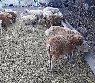 balaca quzu: Boqaz qoyunlar 10 gune baladan cxacaq ve erkeyli disili damazliq ve — 3