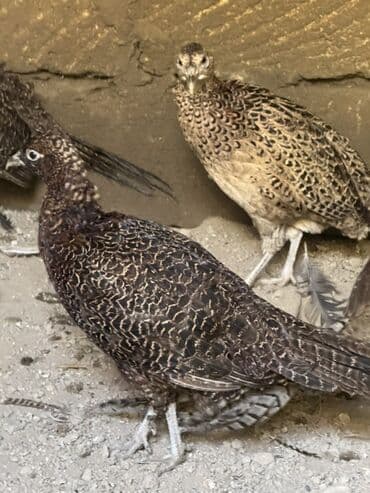 tutulma qus: Damazliq Disi qirqovullar — 7