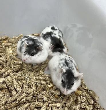 Cücə xomyaklar – ağ-qara ləkəli rəng - Növ: Cırtdan