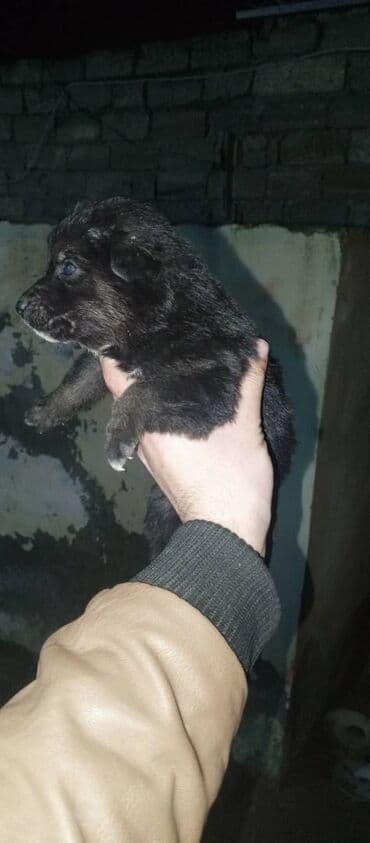 belçika ovçarkası: Belçika çoban iti — 1