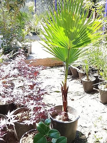 1 yaş dekoru: Yelpazəyarpaq palma (Washingtonia robusta) – qapalı və açıq məkanlar — 1