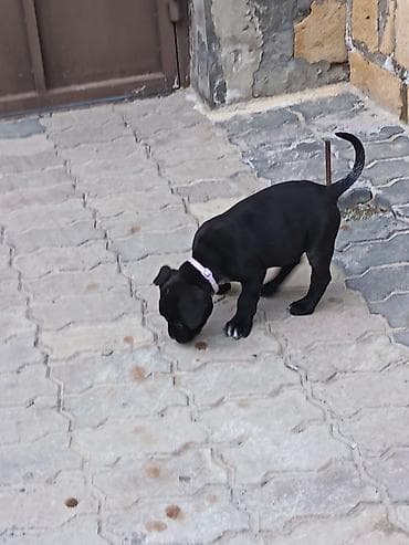 quslar type 1: Kane-Korso, 2 ay, Dişi — 2