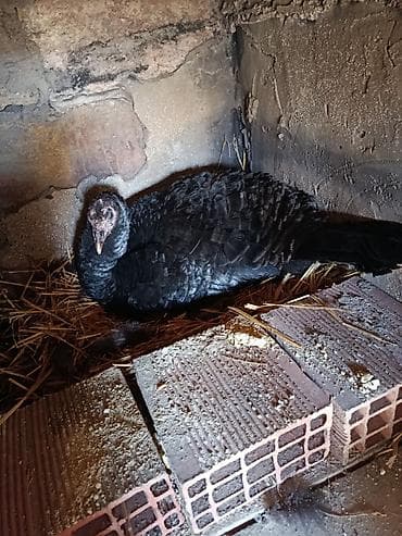 Qirt hinduska satilir 2gundu oturub altinda yumurta laxdi bos bos