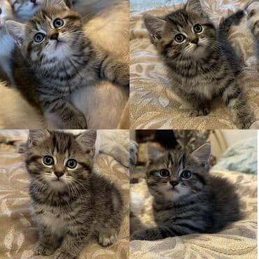 мейн кун купить в баку: Şotland yastı qulaq, Erkək, Dişi, Yaxşı əllərə, Rayonlara çatdırılma — 4