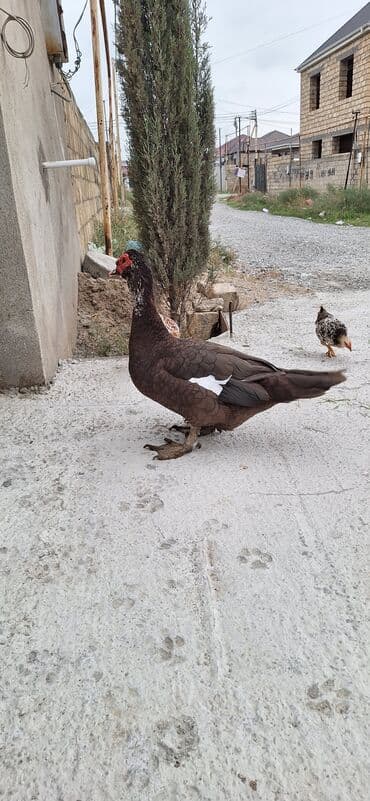 heyvanlara verilen adlar: Krasnodar ördəkləri — 3