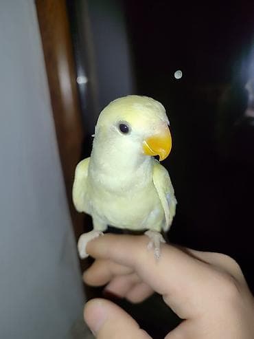 kend toyuqlari satisi: Litino Və Albino sevda papuqayları satılır 2 aylıq aktiv quşdular elə — 4