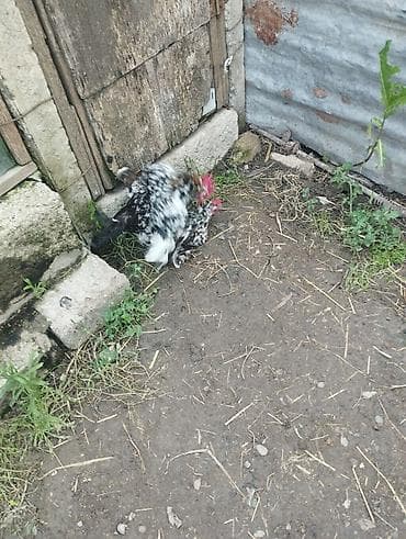 hamster satış: 1 cüt.il yarımlıq yaponkalar satılır.çox xırda cinsdilər.tam — 3