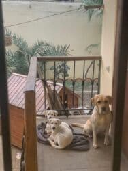 labrador it: 3 ay — 2