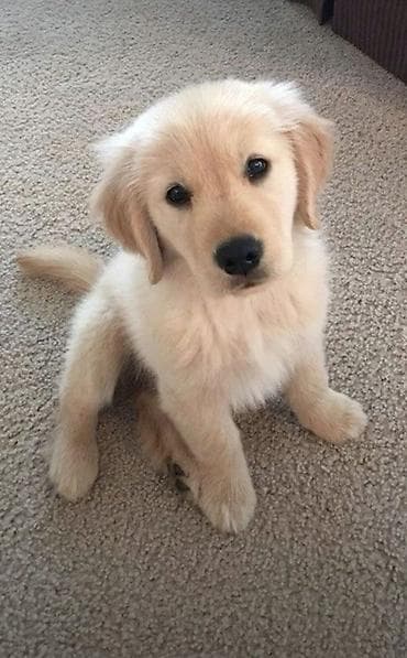 heyvanlar: Retriever — 1
