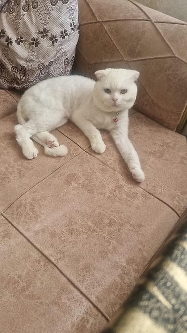 azerbaycan it satisi: Şotland, Erkək, Cütləşmə üçün, Ünvandan götürmə, Pulsuz çatdırılma, Ödənişli çatdırılma — 2