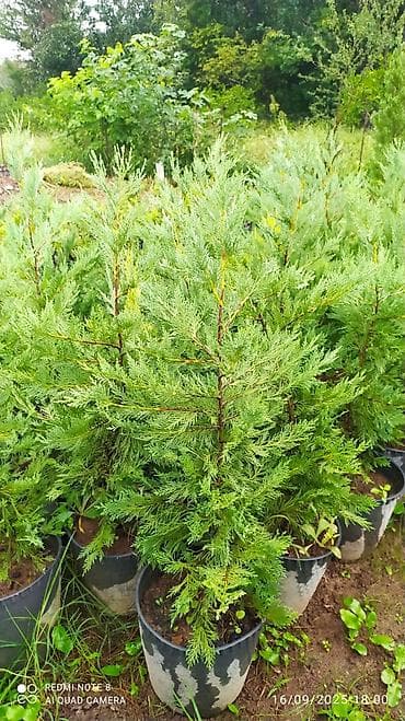 Digər bitkilər: Leylandira agaci sifariş üçün əlaqə saxlaya bilərsiniz vhatsap — 2