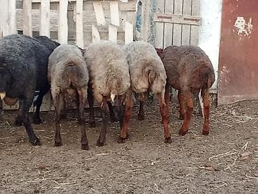 etibarli elere verilir: Salam.qurbanliq quzular var her çəkidə isdeyen elaqe saxlaya bilər — 2