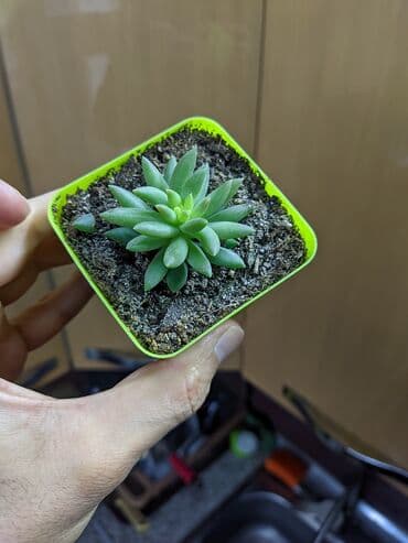 güller haqqında melumat: Sukkulentlər. Sağlam və dözümlü bitkilərdi. Uzun müddət susuz qala — 10