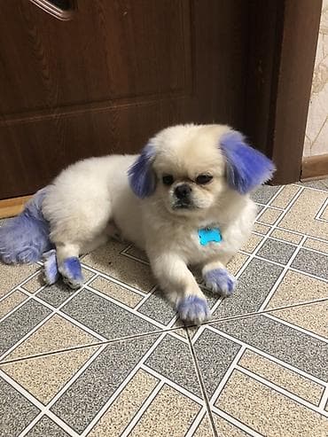 it sekilleri: Pekines, 7 ay, Erkek, Peyvəndli, Ünvandan götürmə — 1